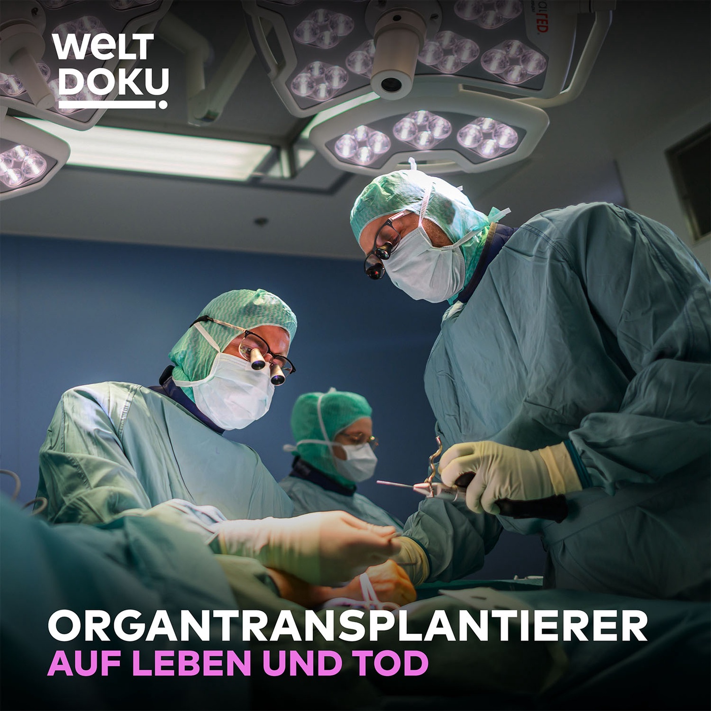 Ein Wettlauf gegen die Zeit – Alltag im Organtransplantations-Team