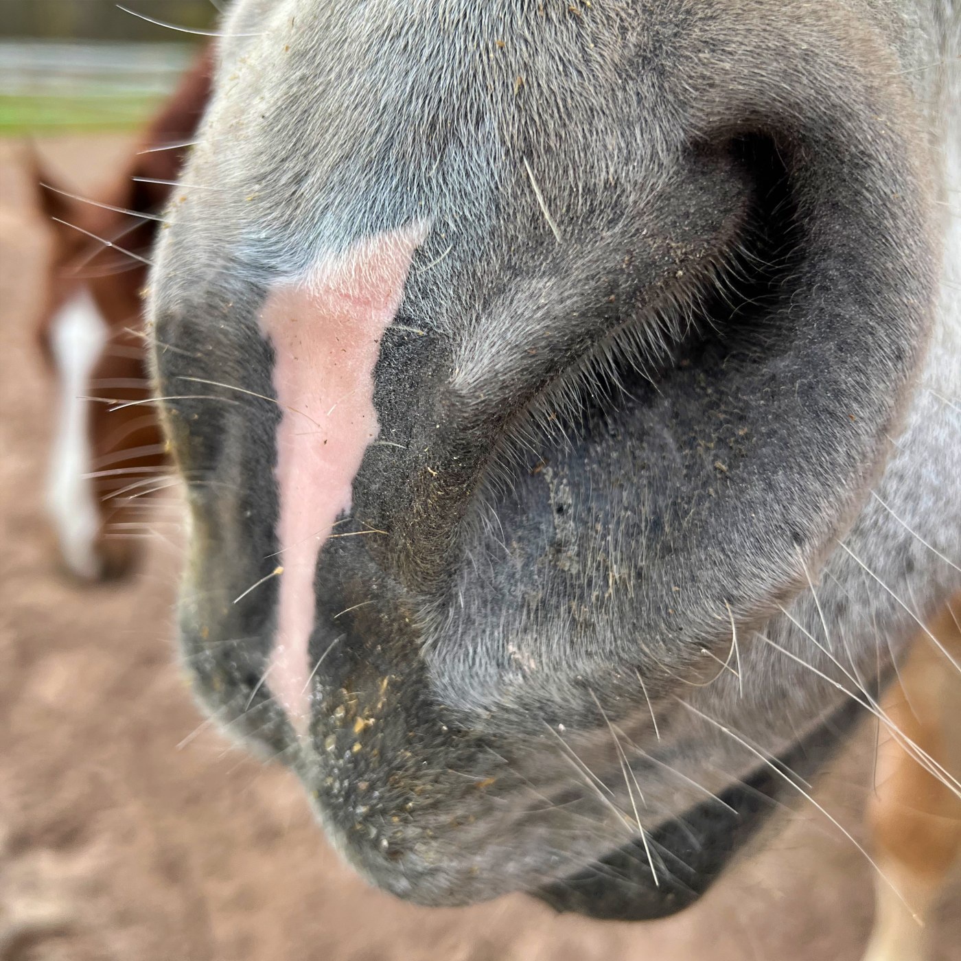 #395 Der Pferdepodcast sucht die Helden des Jahres