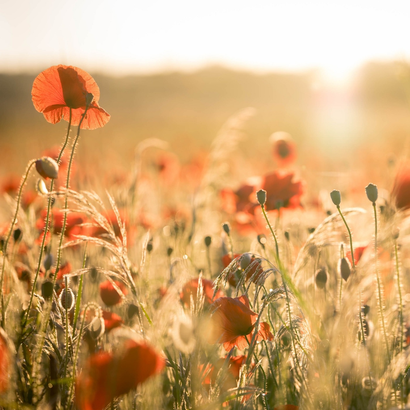 Solang es Menschen gibt auf Erden (EG 427)