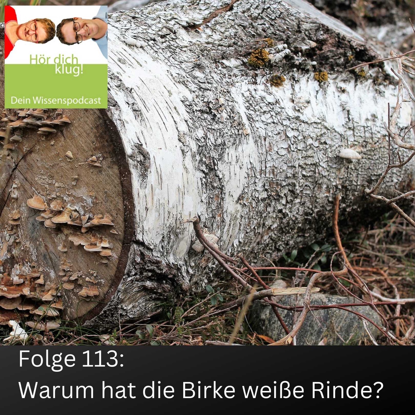 Warum hat die Birke weiße Rinde?