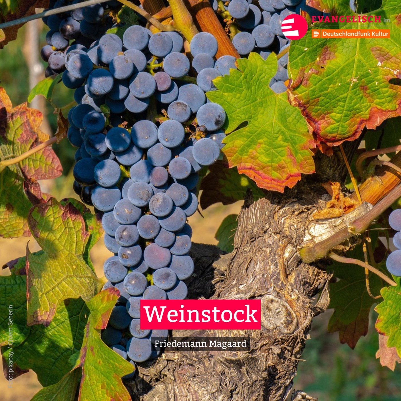 Weinstock