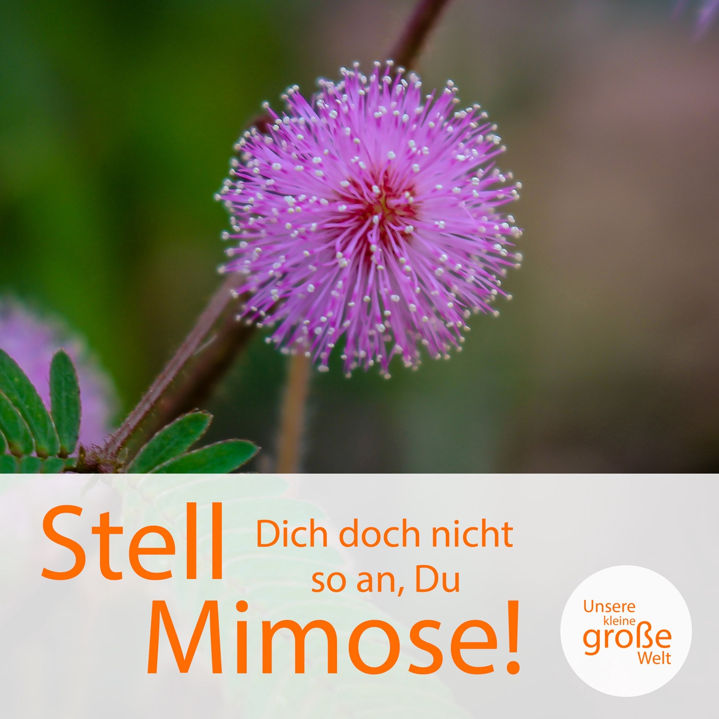 Stell dich doch nicht so an, du Mimose …