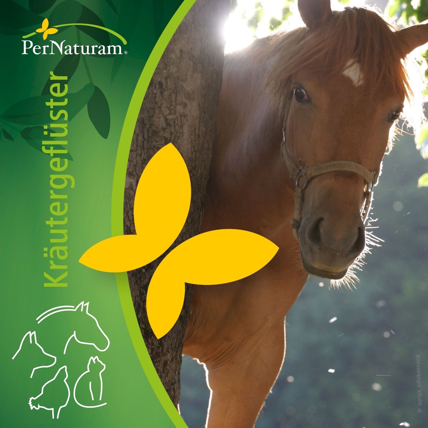 Die Silberweide und das Pferd