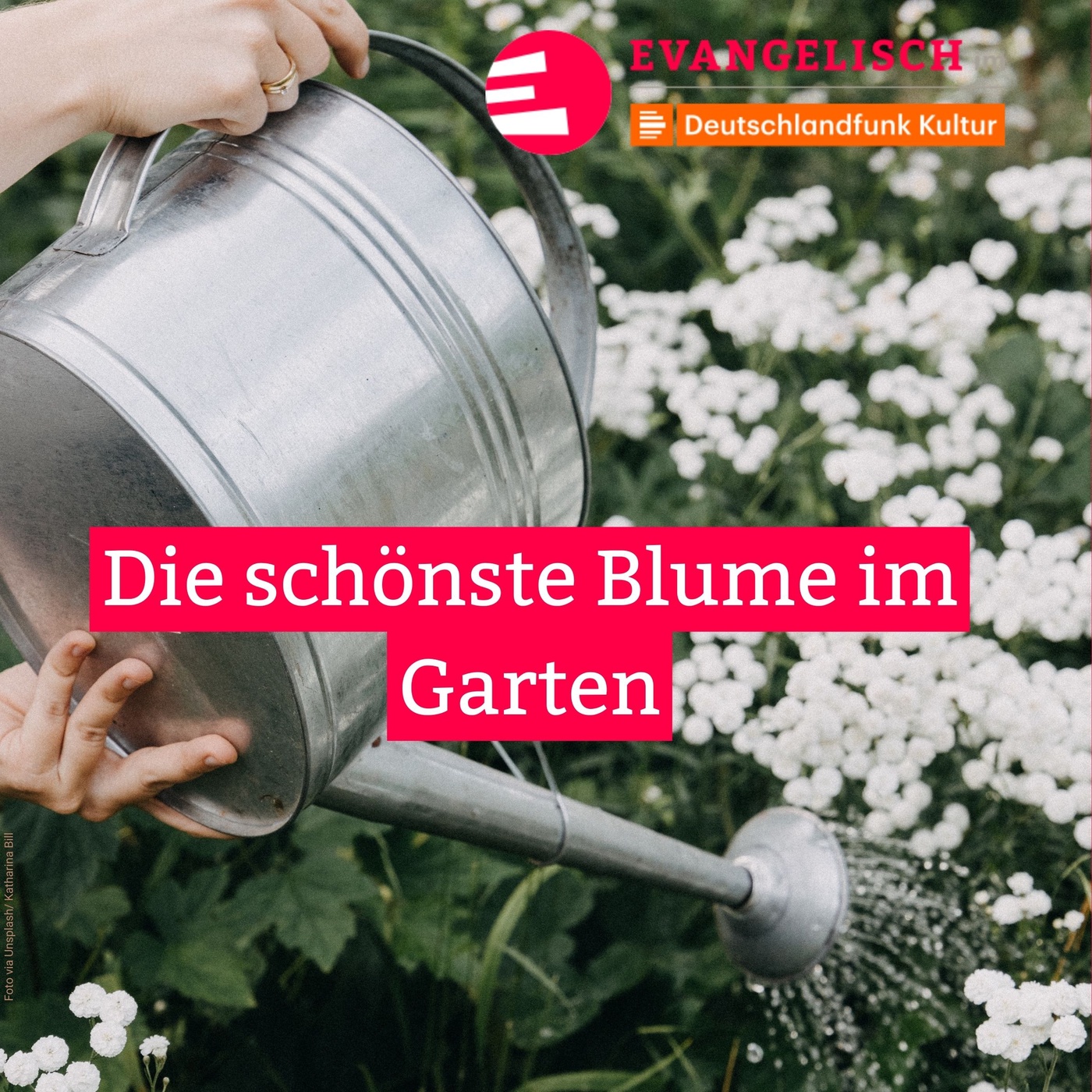 Die schönste Blume im Garten