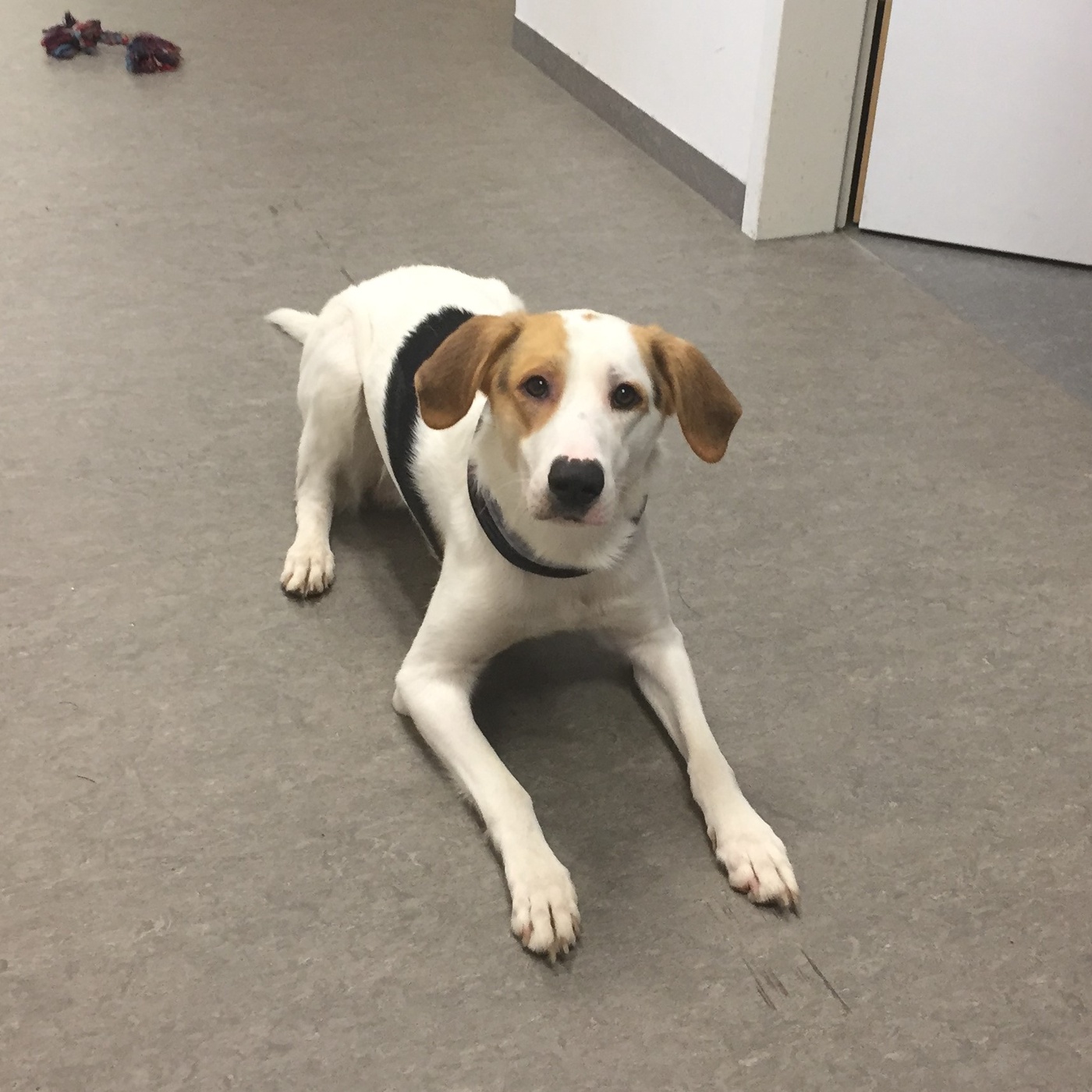 Hundetrainerin Isabel Boergen im Gespräch