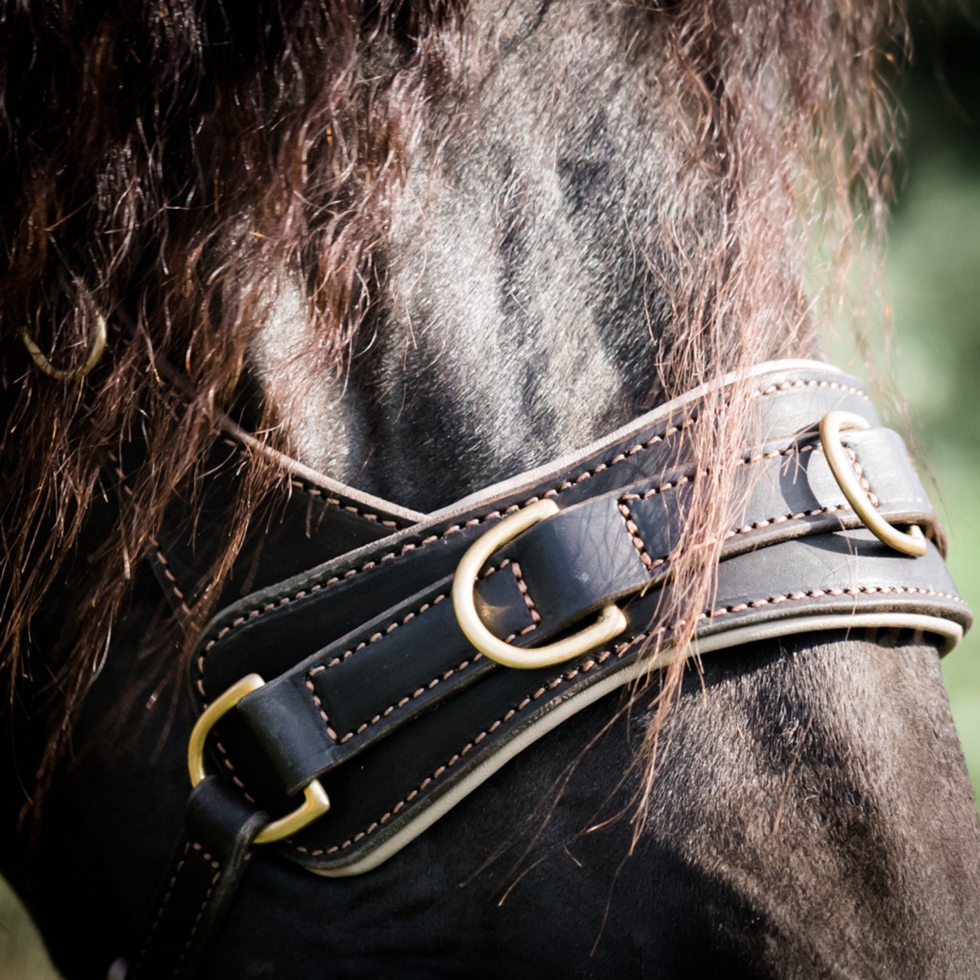 Alle Facts über die Pferde Haut