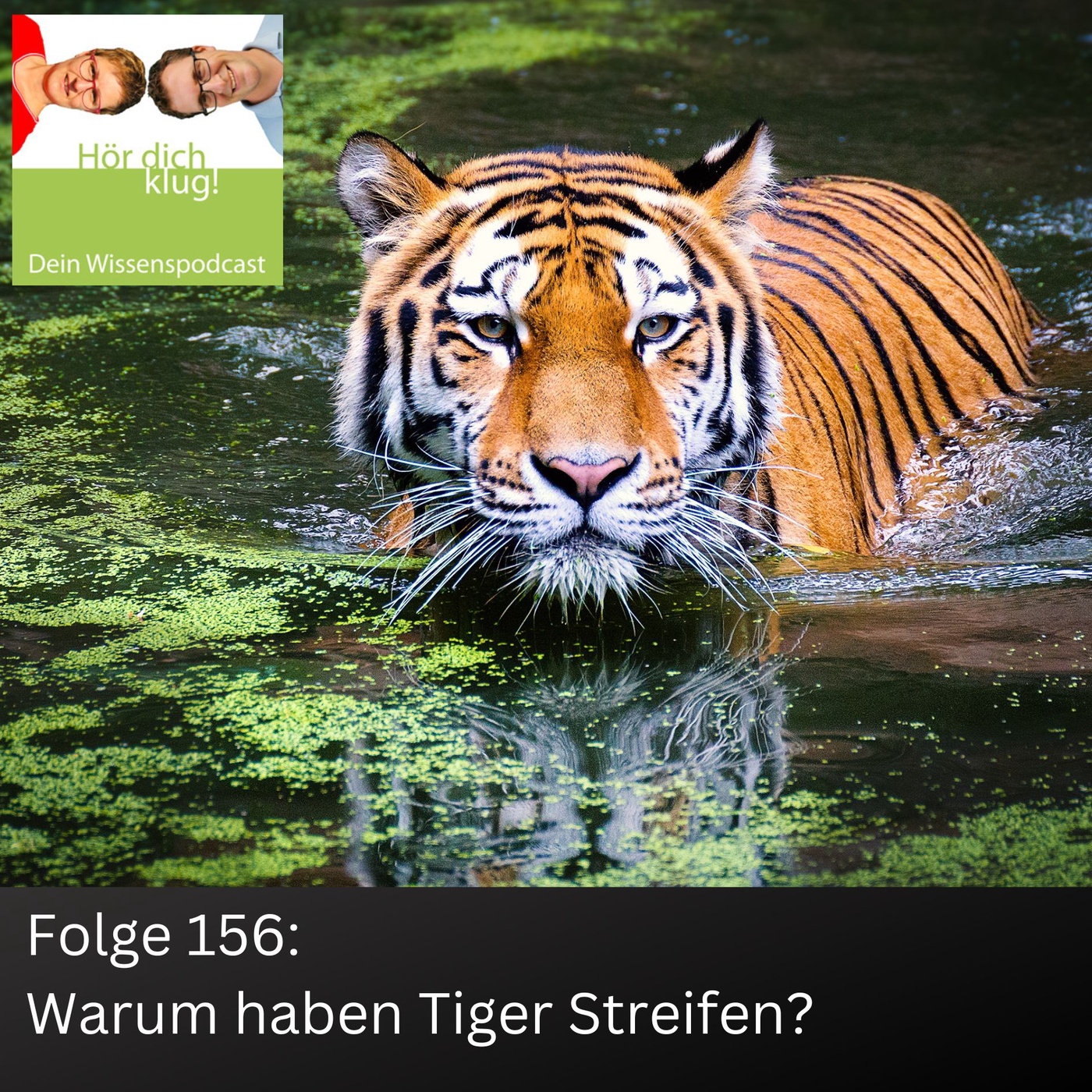 Warum haben Tiger Streifen?