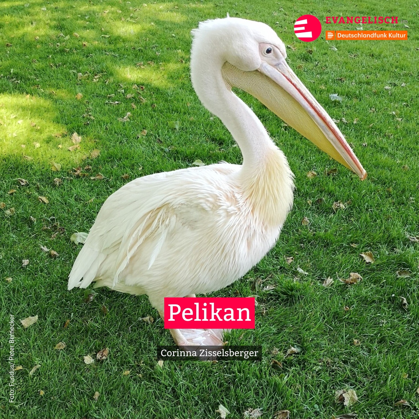Pelikan