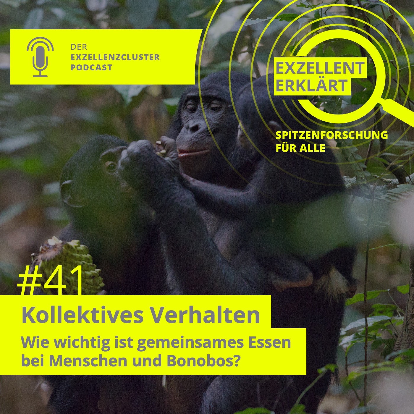 Wie wichtig ist gemeinsames Essen bei Menschen und Bonobos?