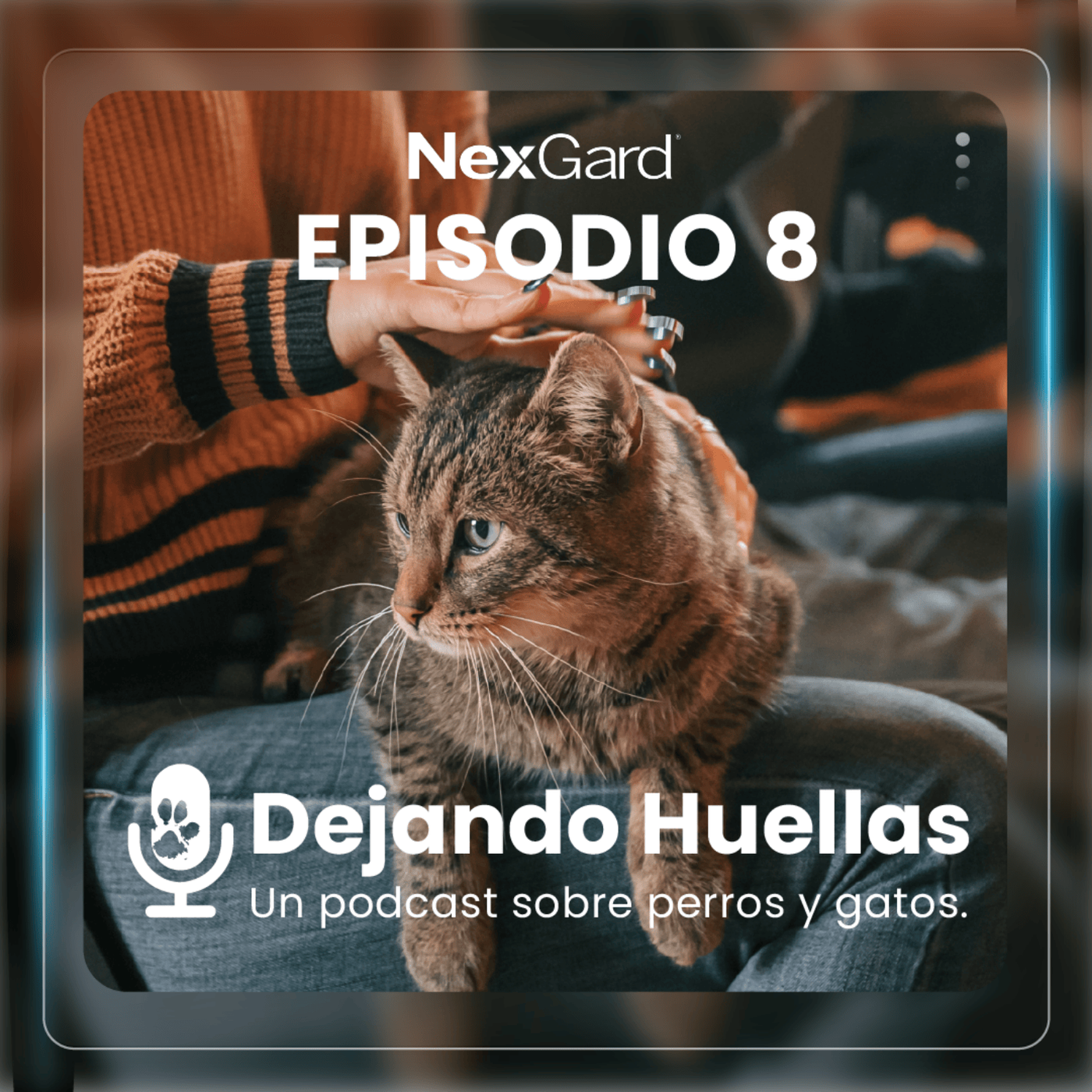 Un café con un centro de adopción de felinos: Cafelino y su Impacto Social
