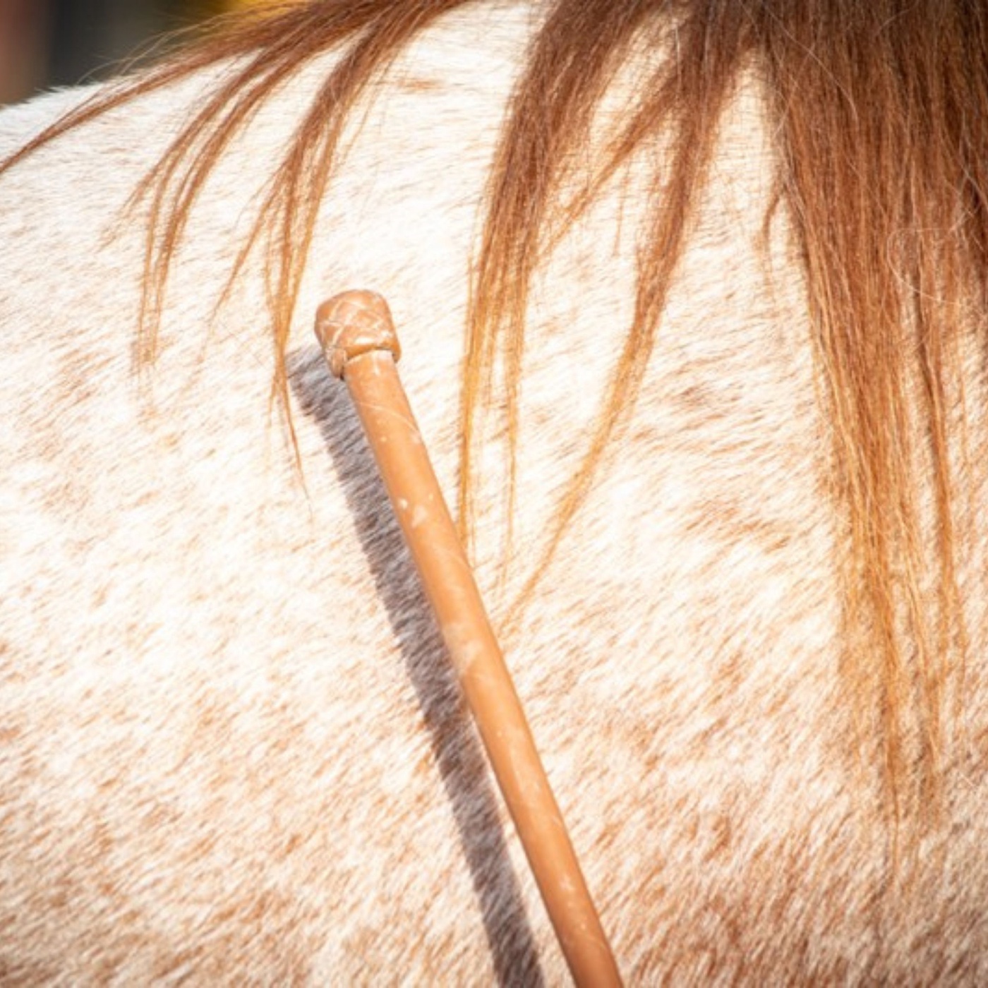 Pferde Haftpflicht Versicherung