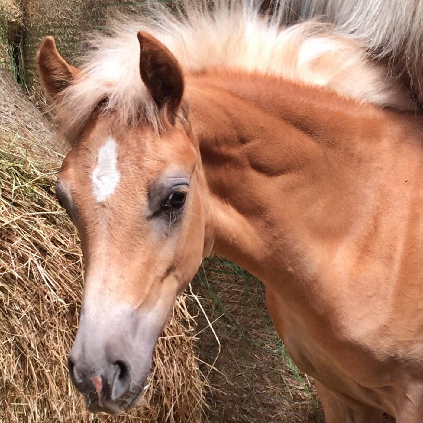 #391 Fohlenfieber! Was Du beim Kauf beachten solltest