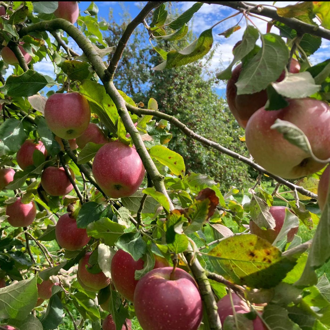 De verzauberet Öpfelbaum (Flandern)