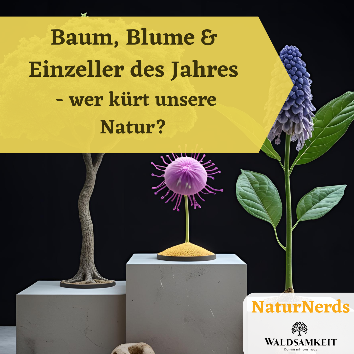 Baum, Blume & Einzeller des Jahres - Wer kürt unsere Natur?