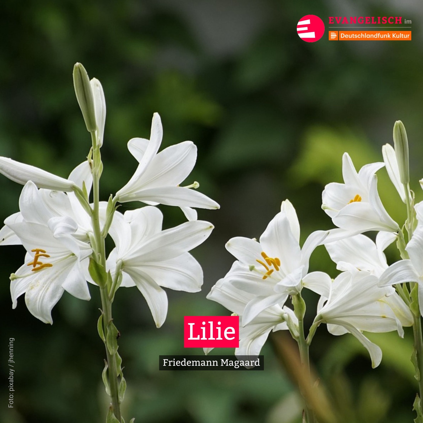 Lilie