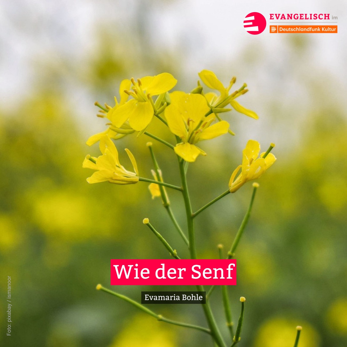 Wie der Senf