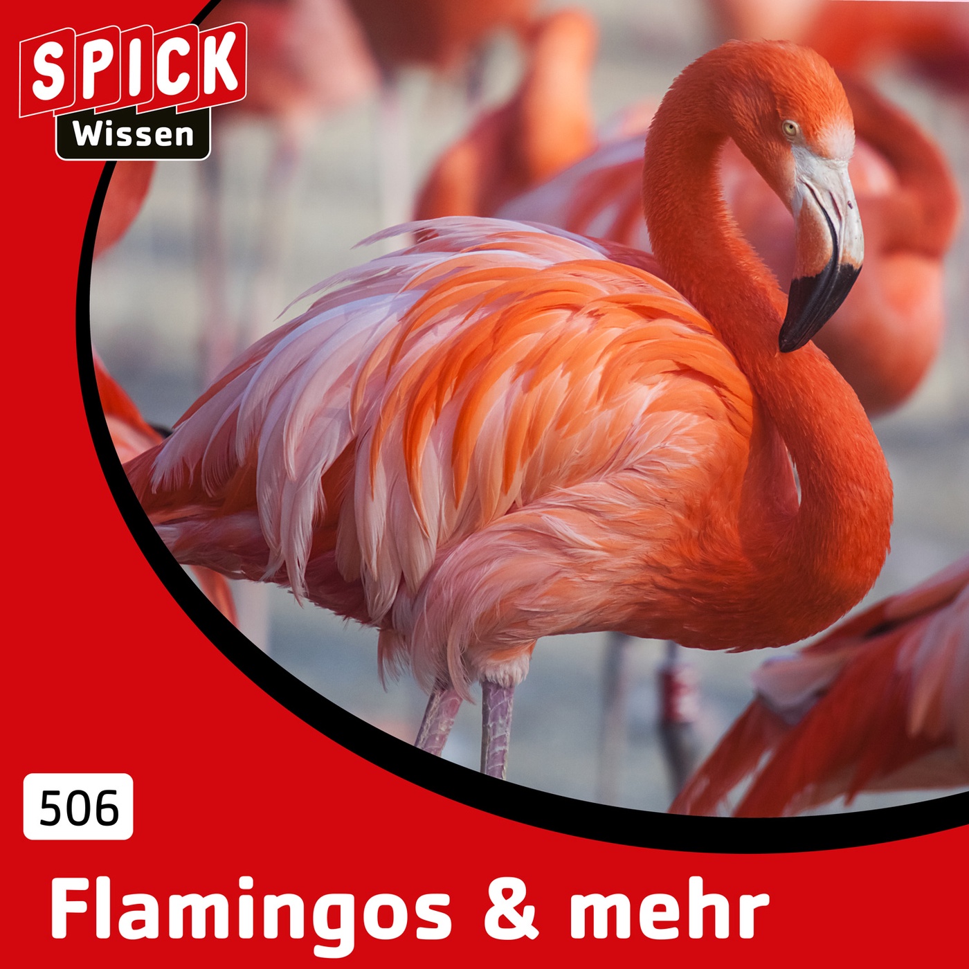 Flamingos & mehr