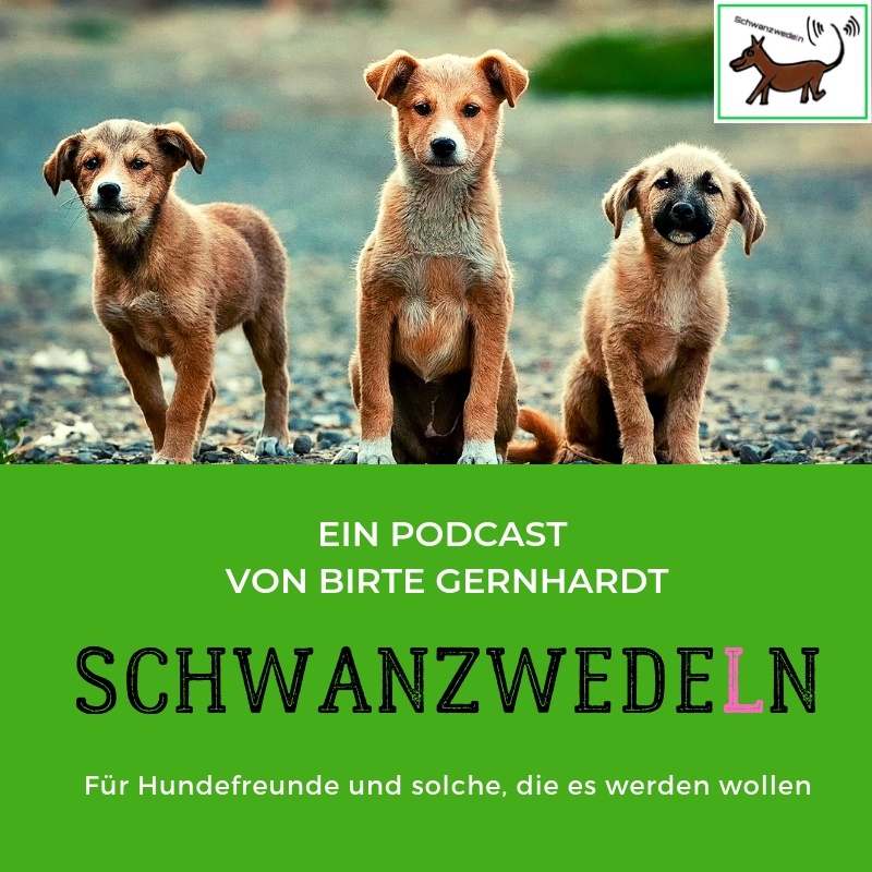 30 Alex hilft... Thema: wenn Hunde spielen