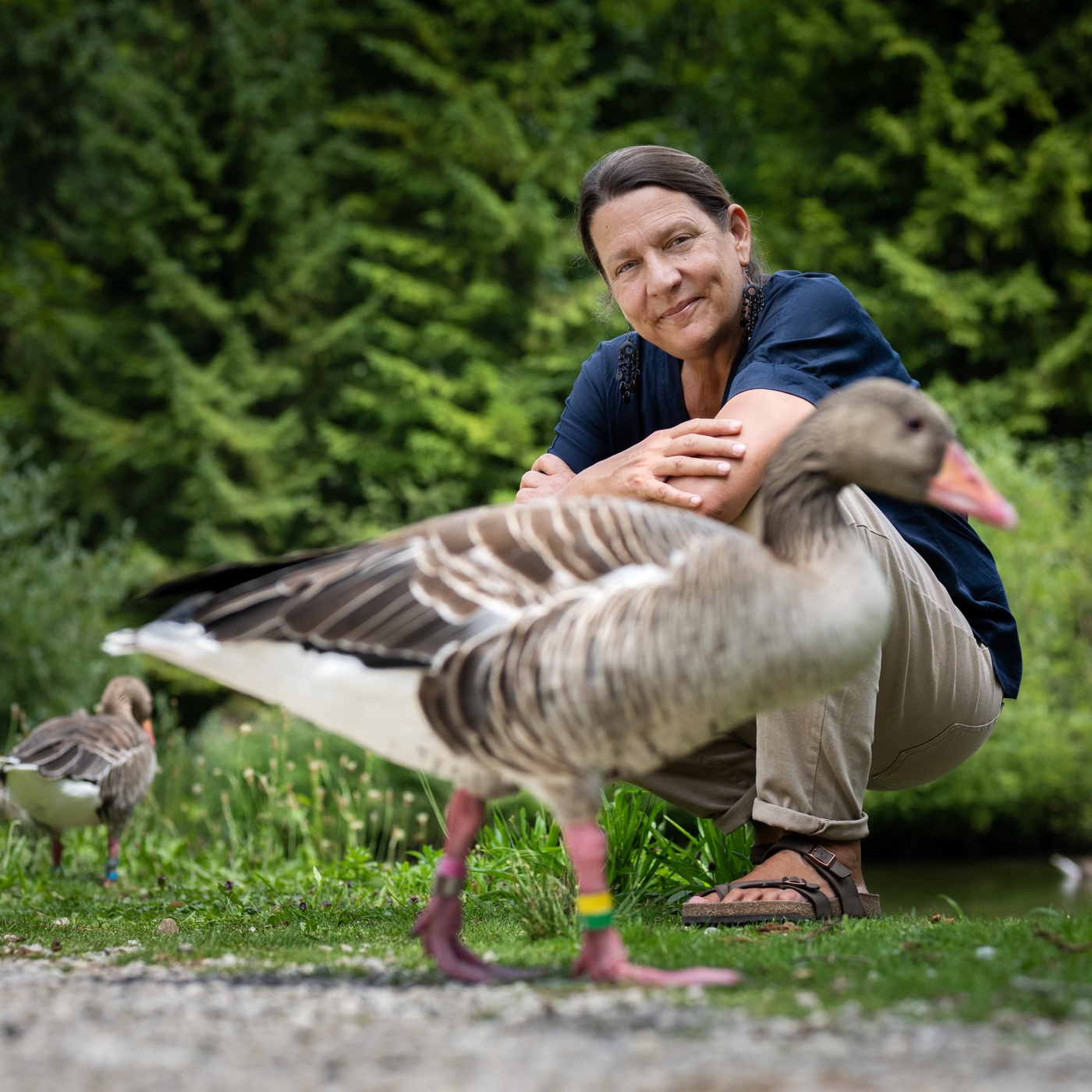 Gans und gar - Sonia Kleindorfer und die Graugänse