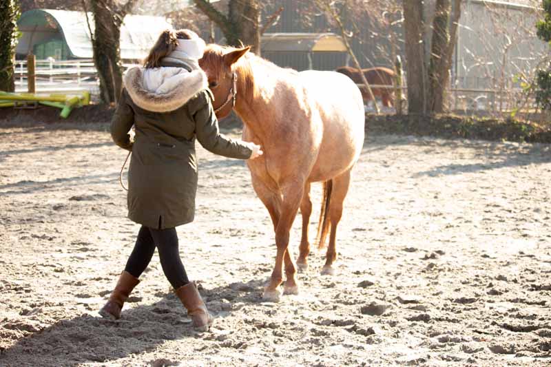 Willst du eine Partnerschaft mit dem Pferd?