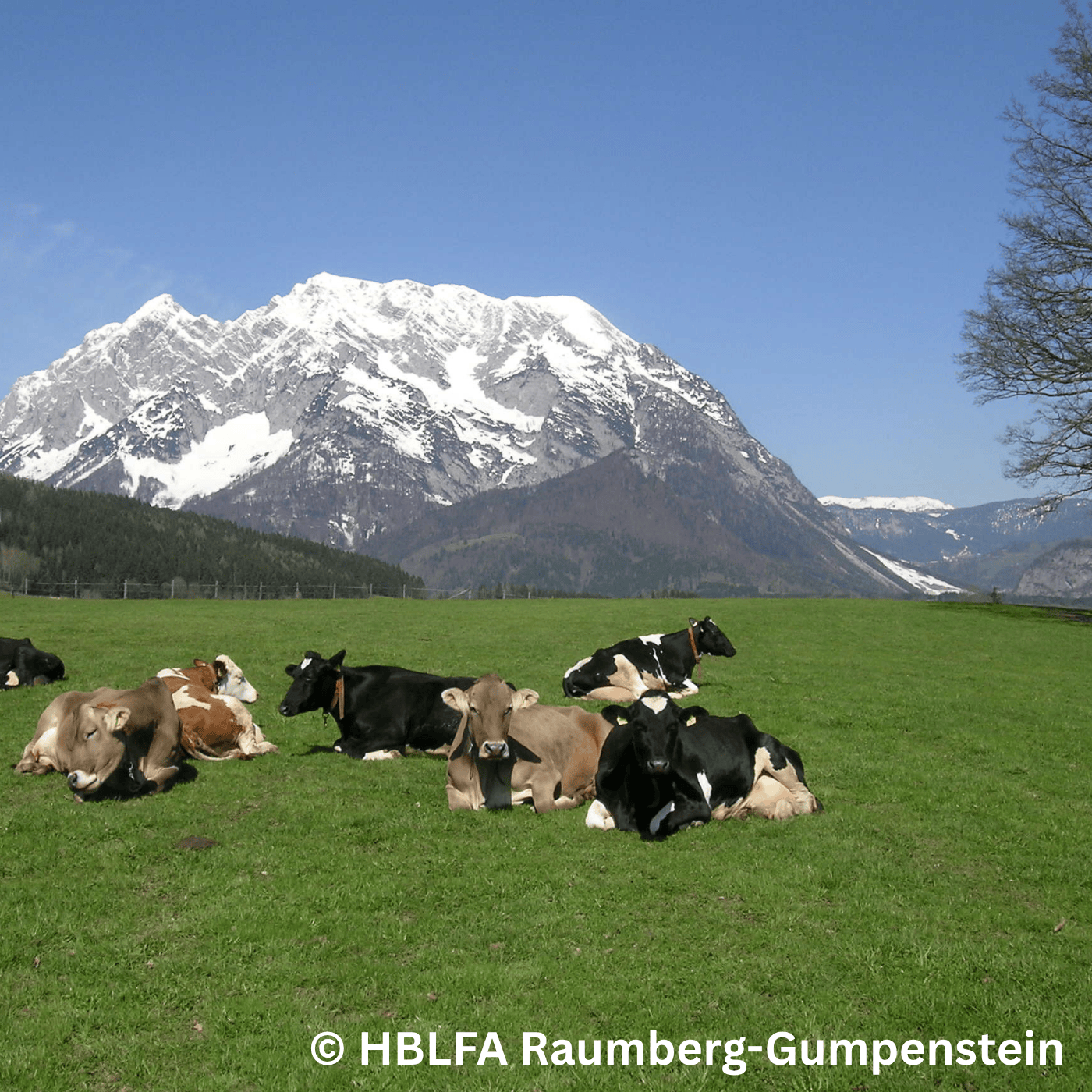 Folge 176: Bio-Markt: Was sich bei Milch & Rindfleisch verändert