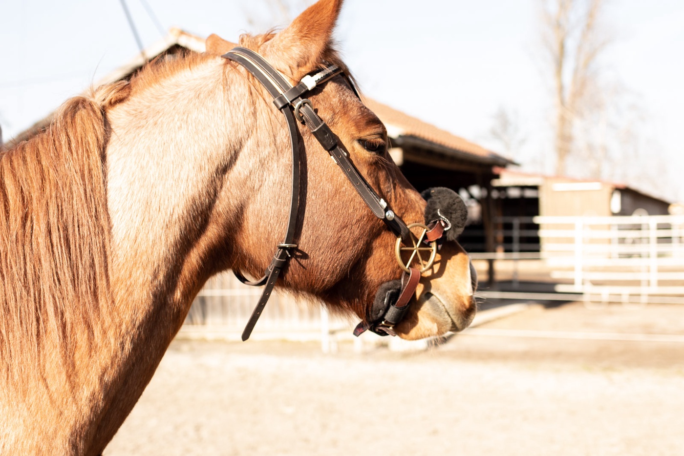 Die eine Regel für eine bessere Beziehung mit dem Pferd