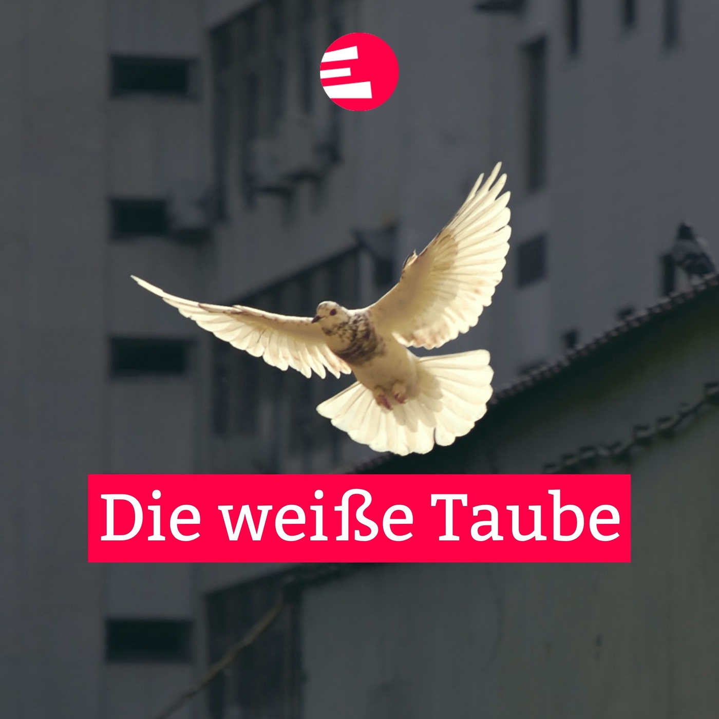 Die weiße Taube