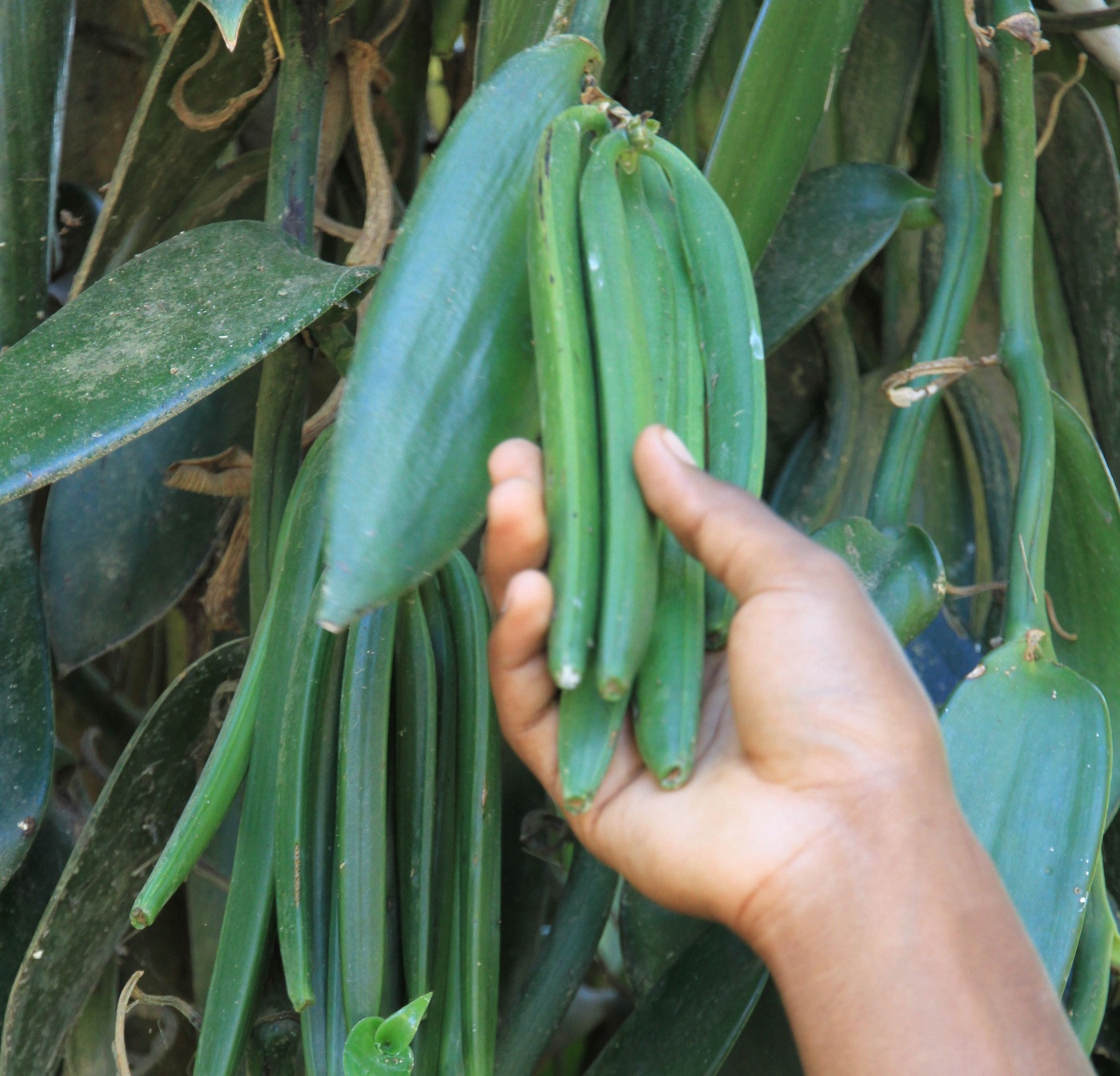 Madagaskar: der Norden