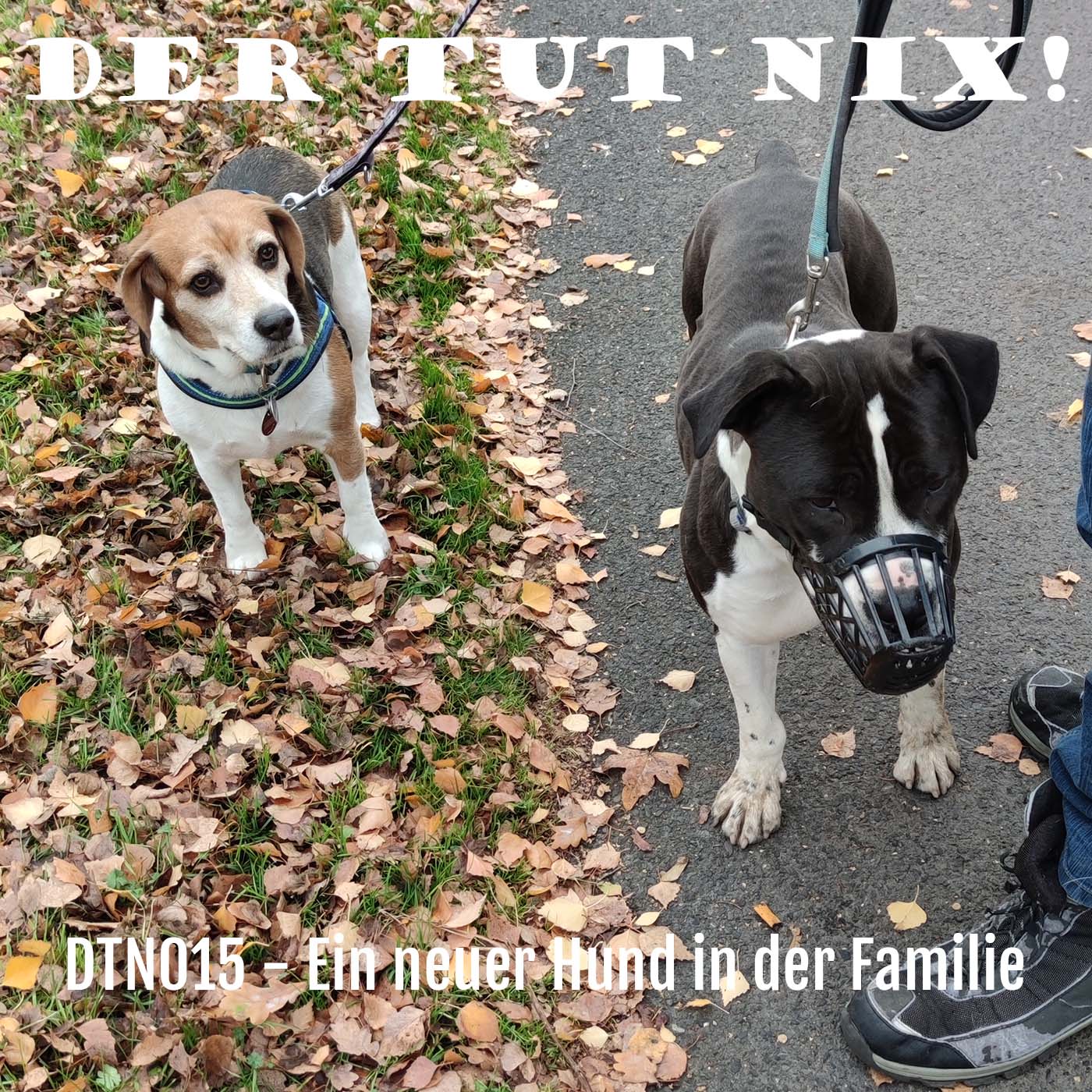 DTN015 - Ein Neuer Hund im Rudel