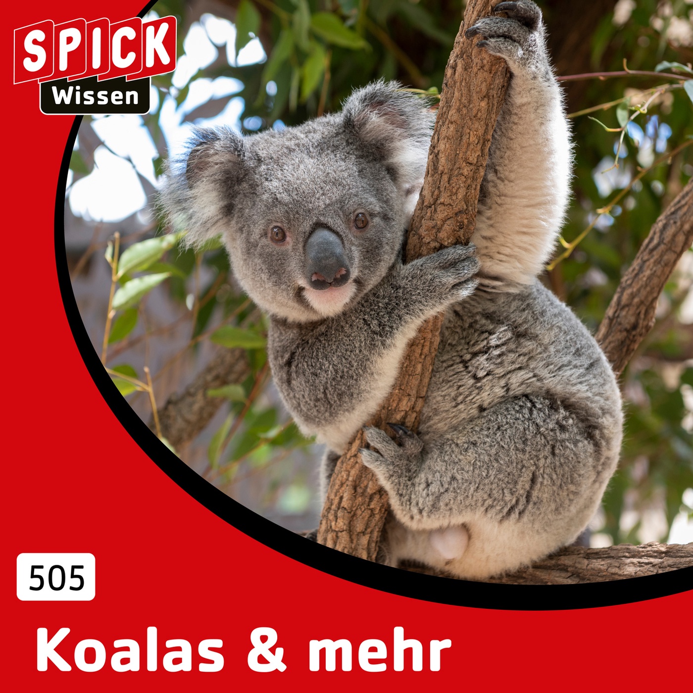 Koalas & mehr