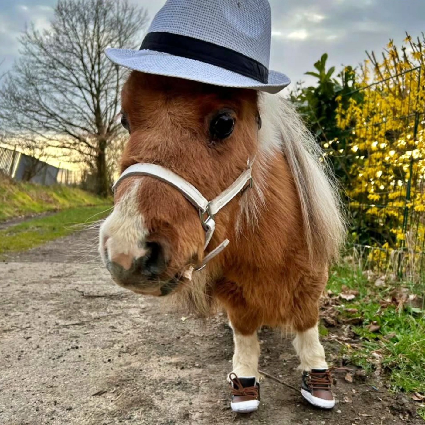 #354 Mini-Pony Pumuckel bringt Freude ins Seniorenheim