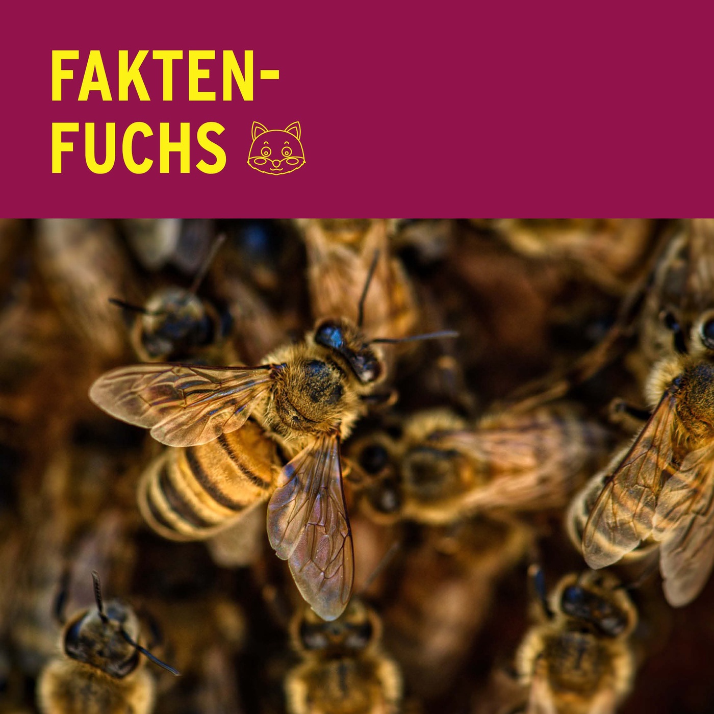 Faktenfuchs: Bienen