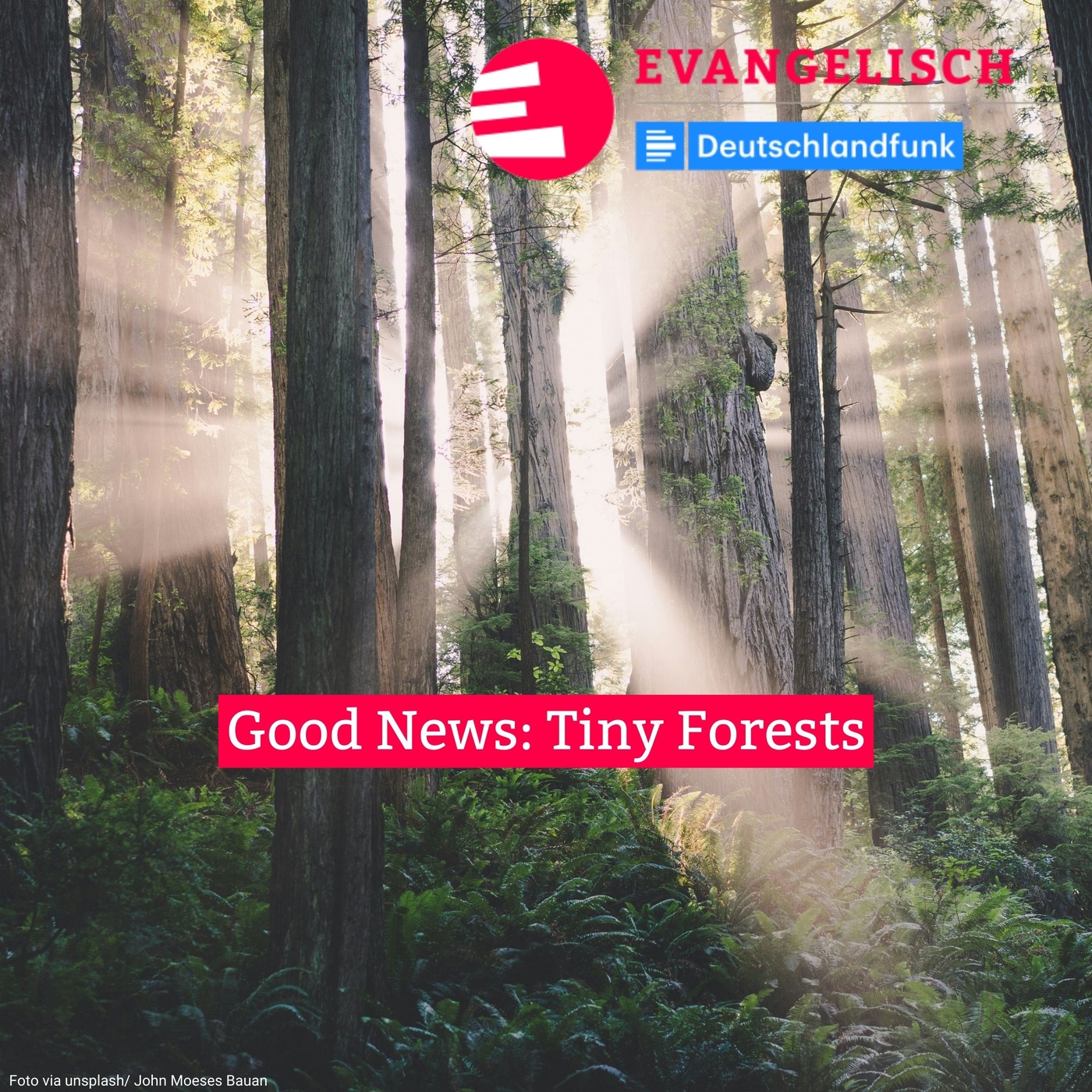 Good News: Tiny Forests