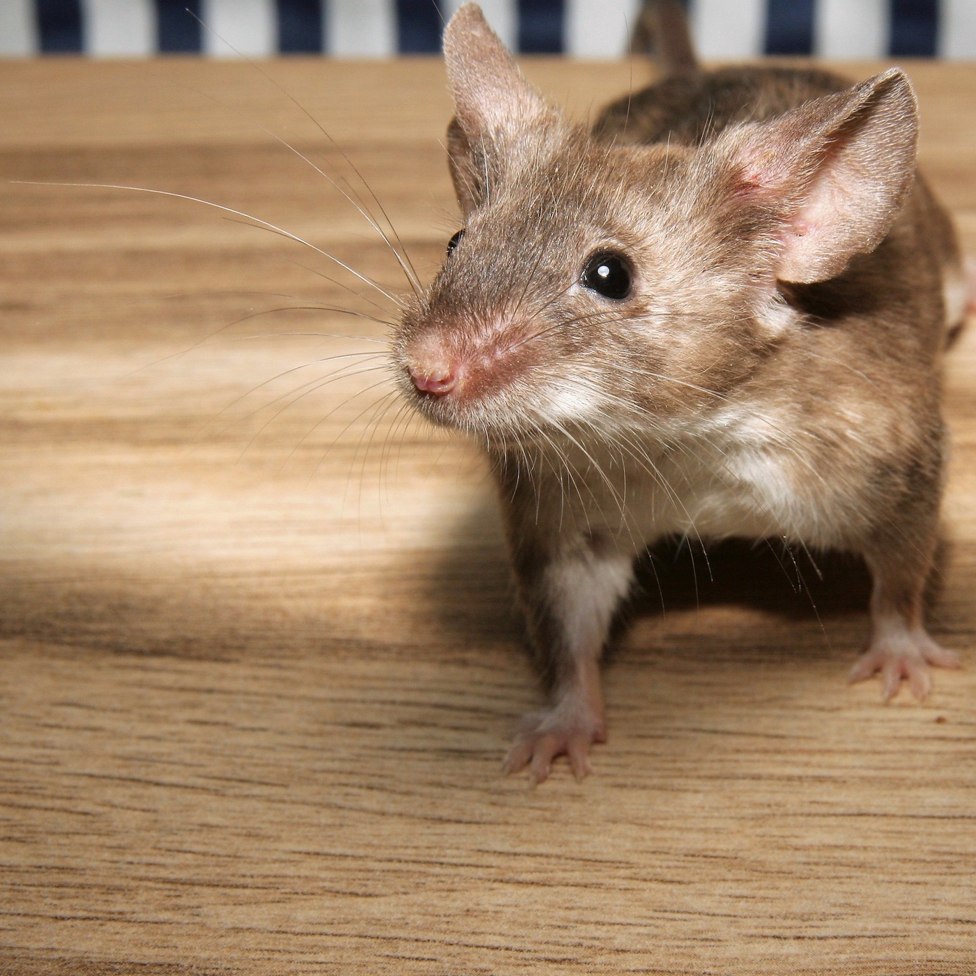 Bruno Preisendörfer: Mann mit Maus