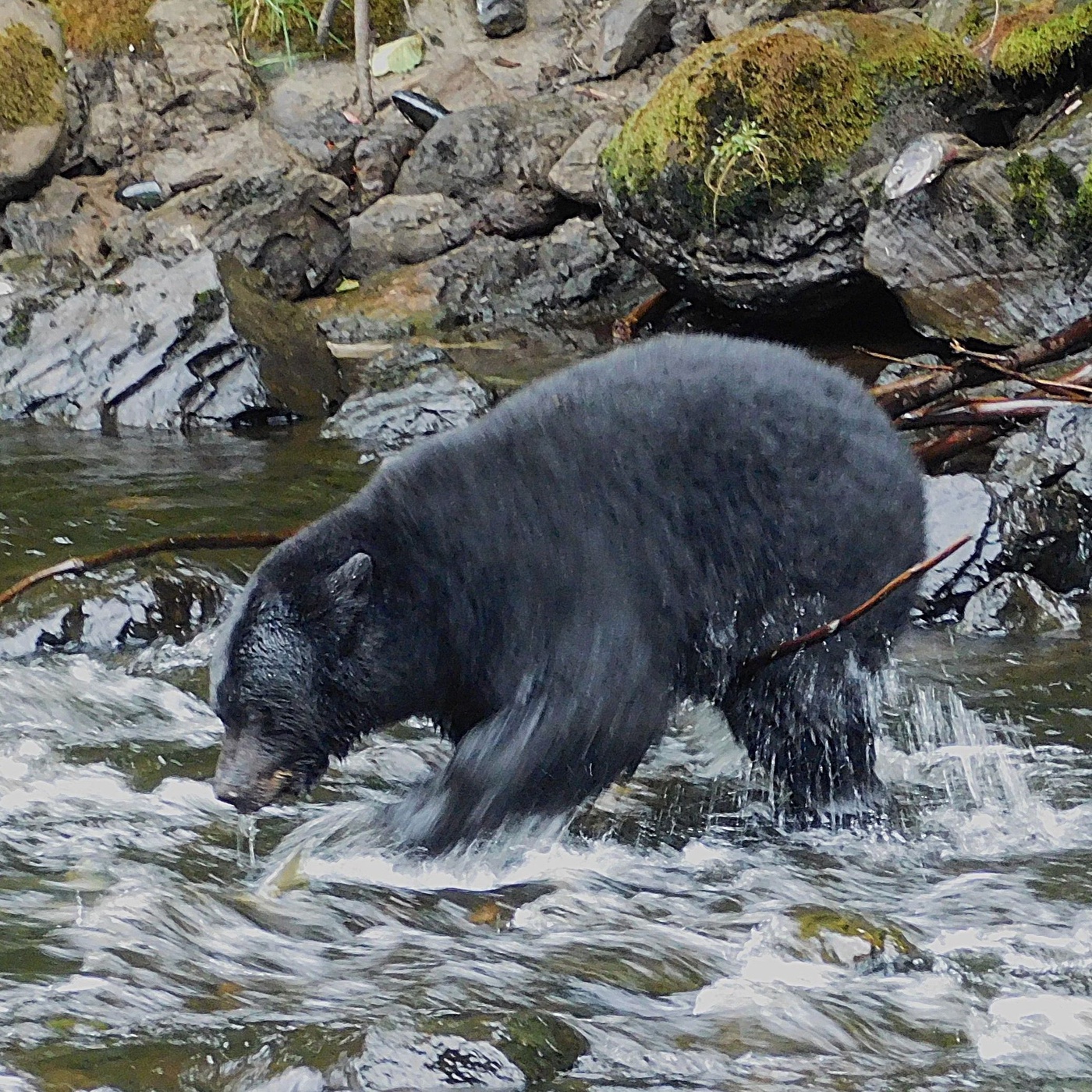Zu Besuch im Bärenland