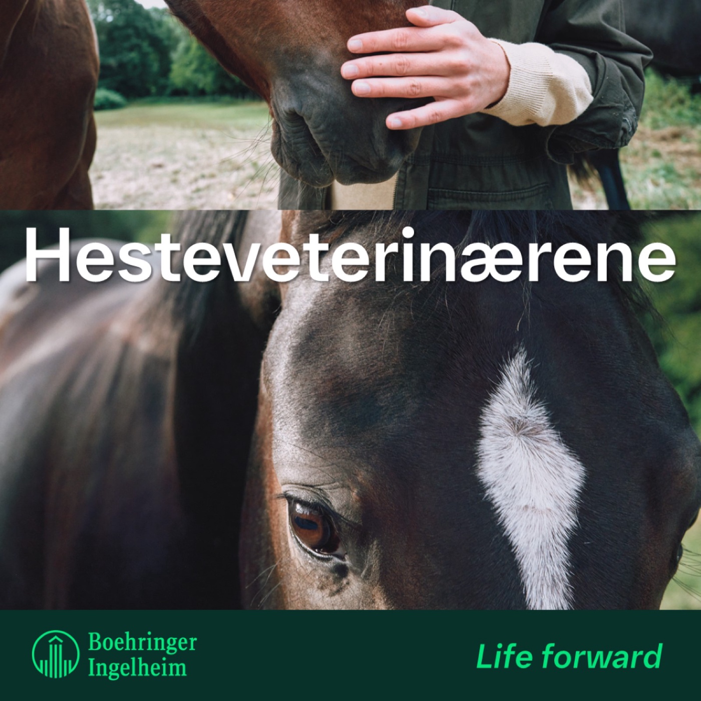 Hesteveterinærene