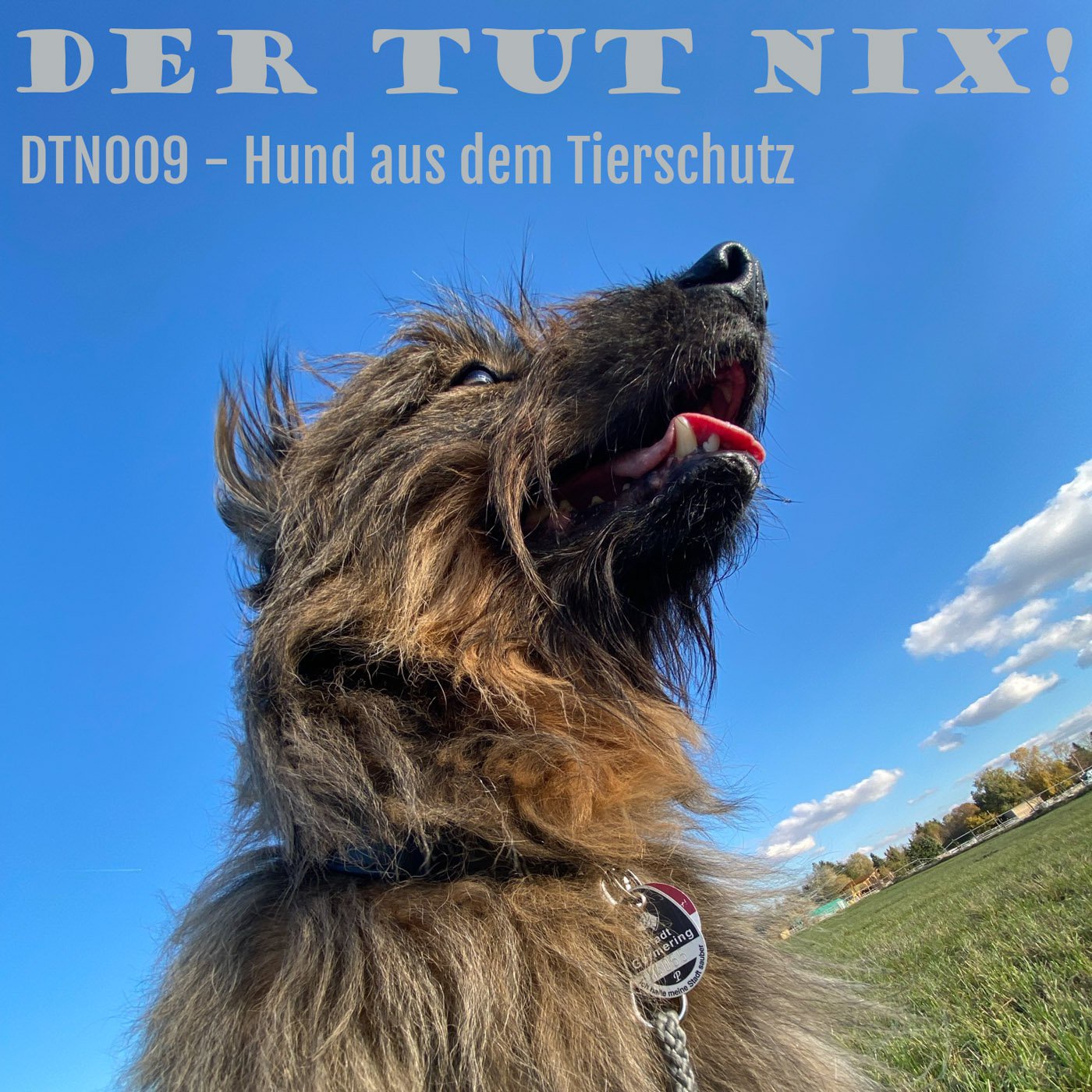 DTN009 - Hund aus dem Tierschutz