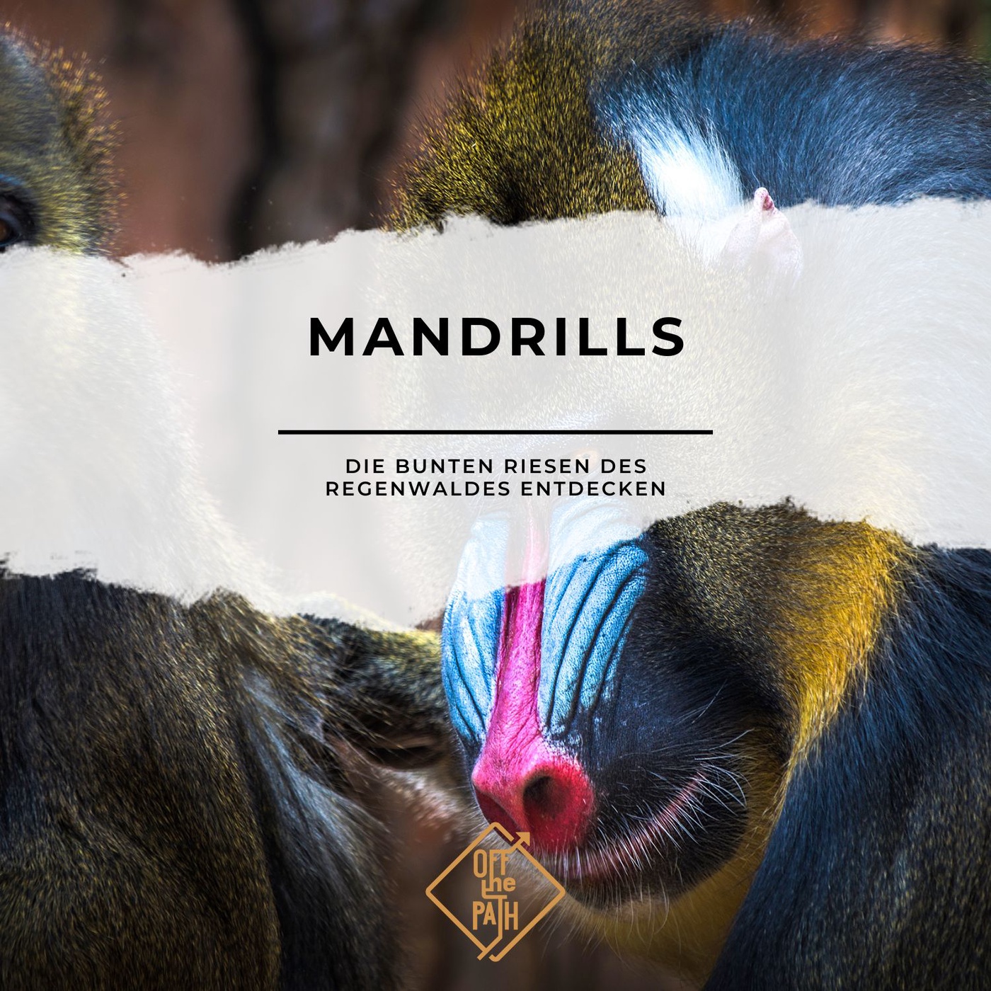 Mandrills: Die bunten Riesen des Regenwaldes entdecken