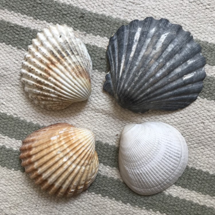 Auf Muschelsuche in Bayern