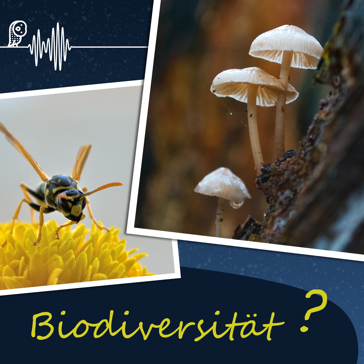 Episode 2: Biodiversität, was?