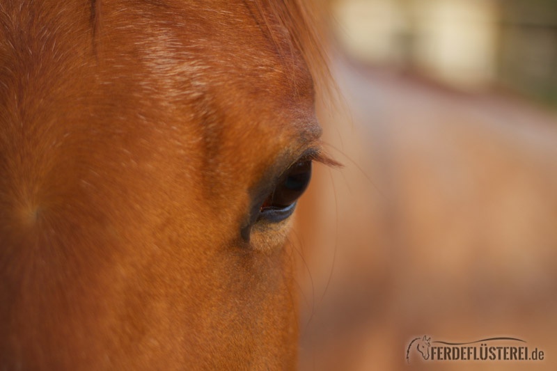 Der eine große Fehler der Pferde