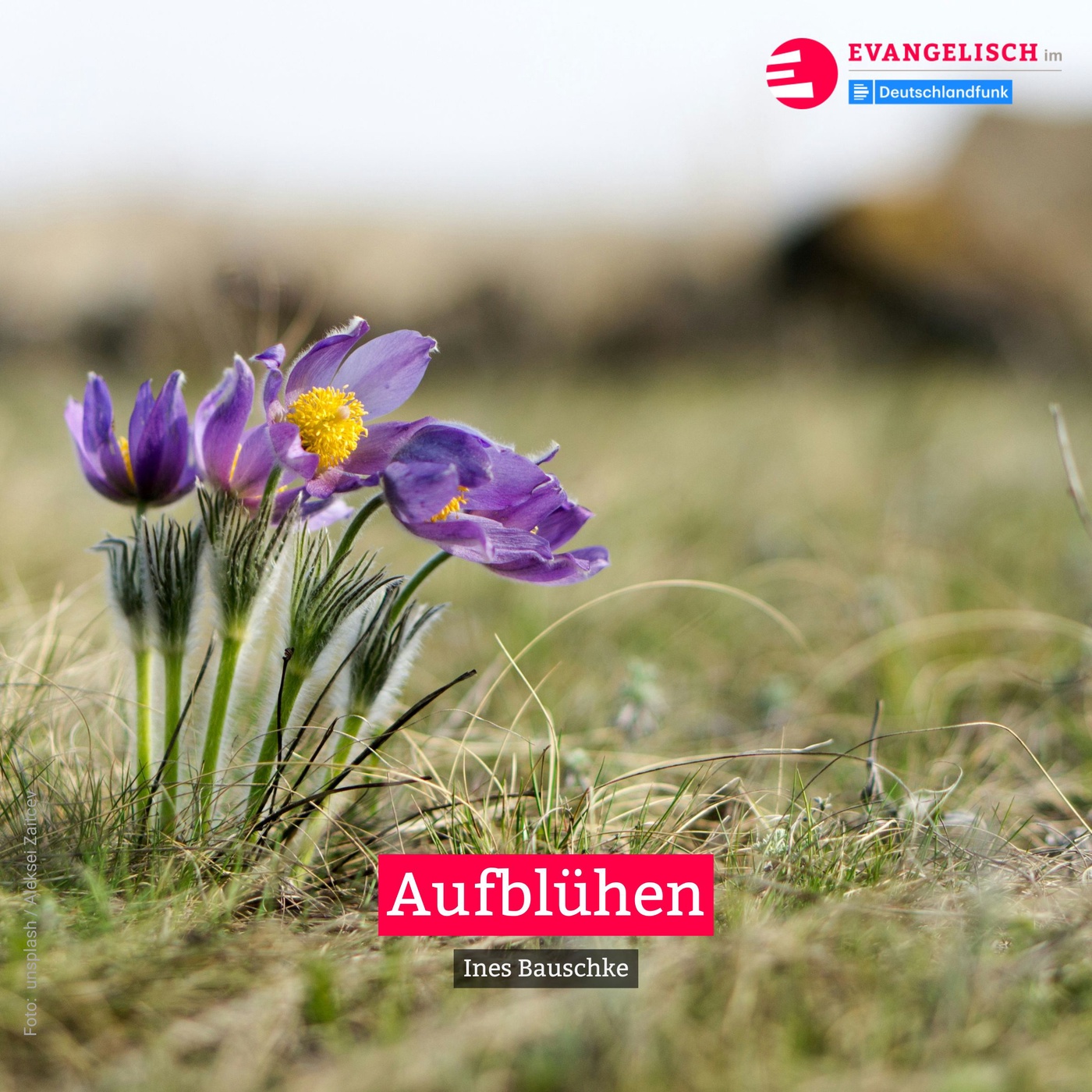 Aufblühen