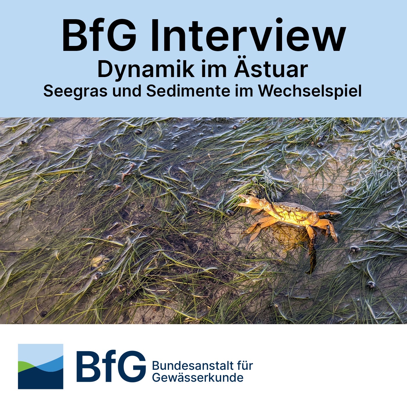 Dynamik im Ästuar