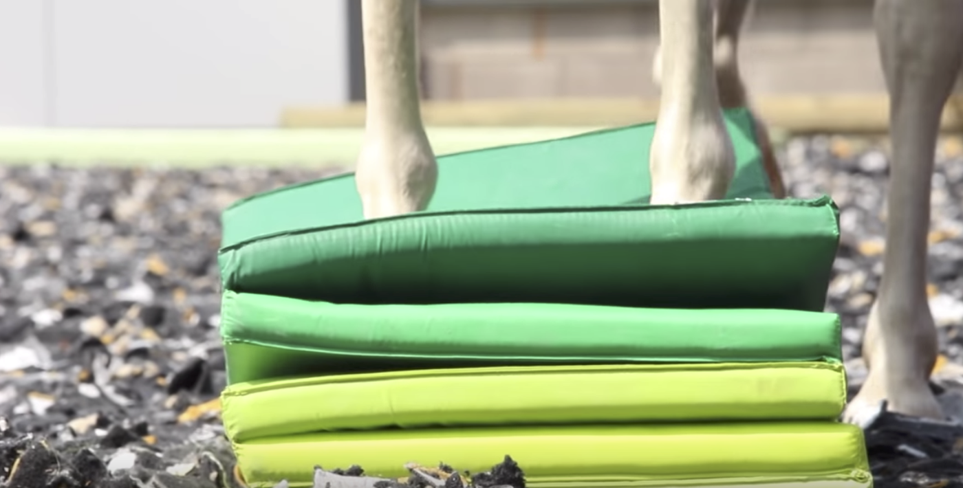 So bekommst du mit PFERGO ein balancierteres und sichereres Pferd