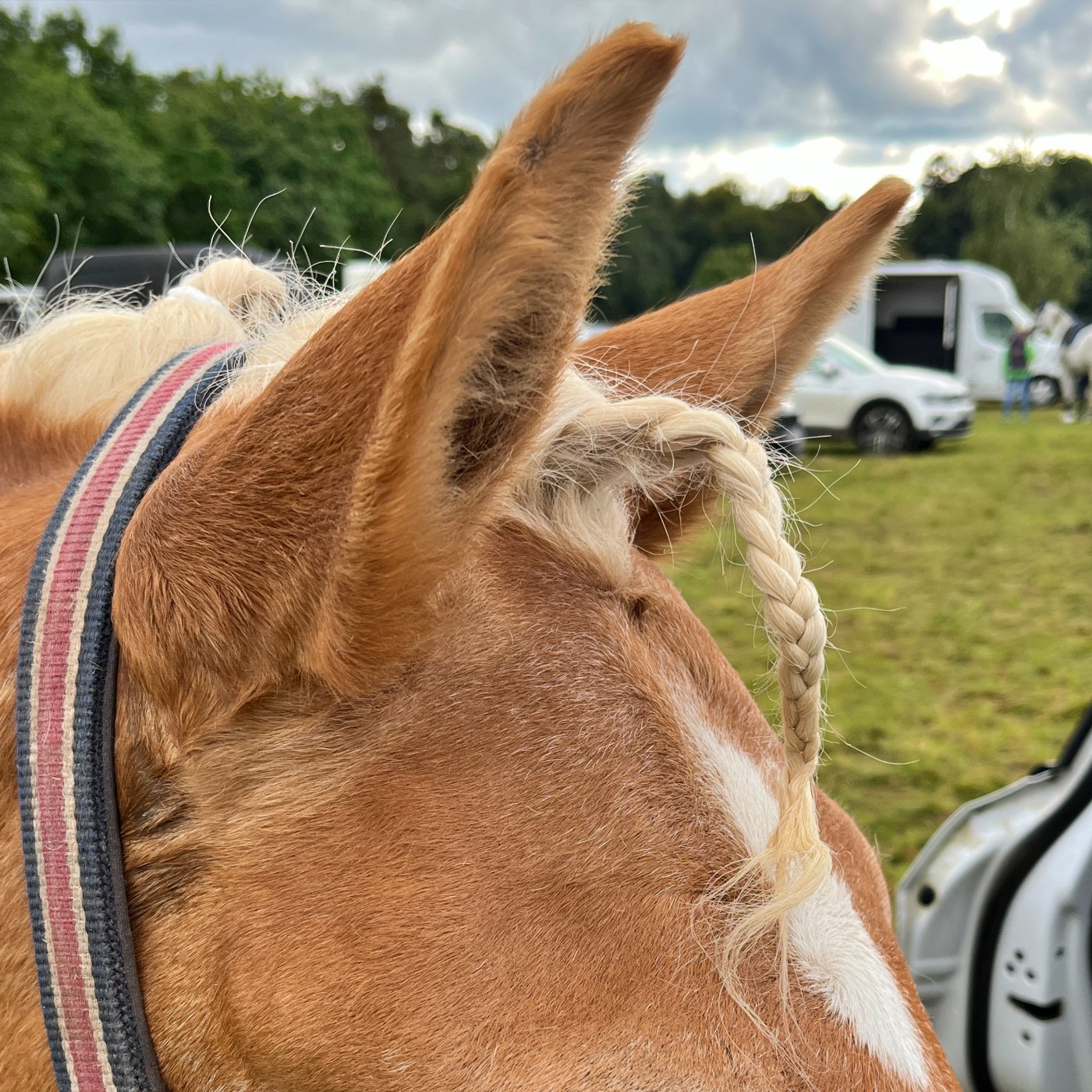#382 Haflinger-Power beim Feine-Leute-Turnier
