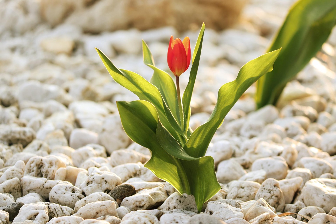 AUSGABE ACHT - Vom Garten des Grauens zum Garten des Staunens