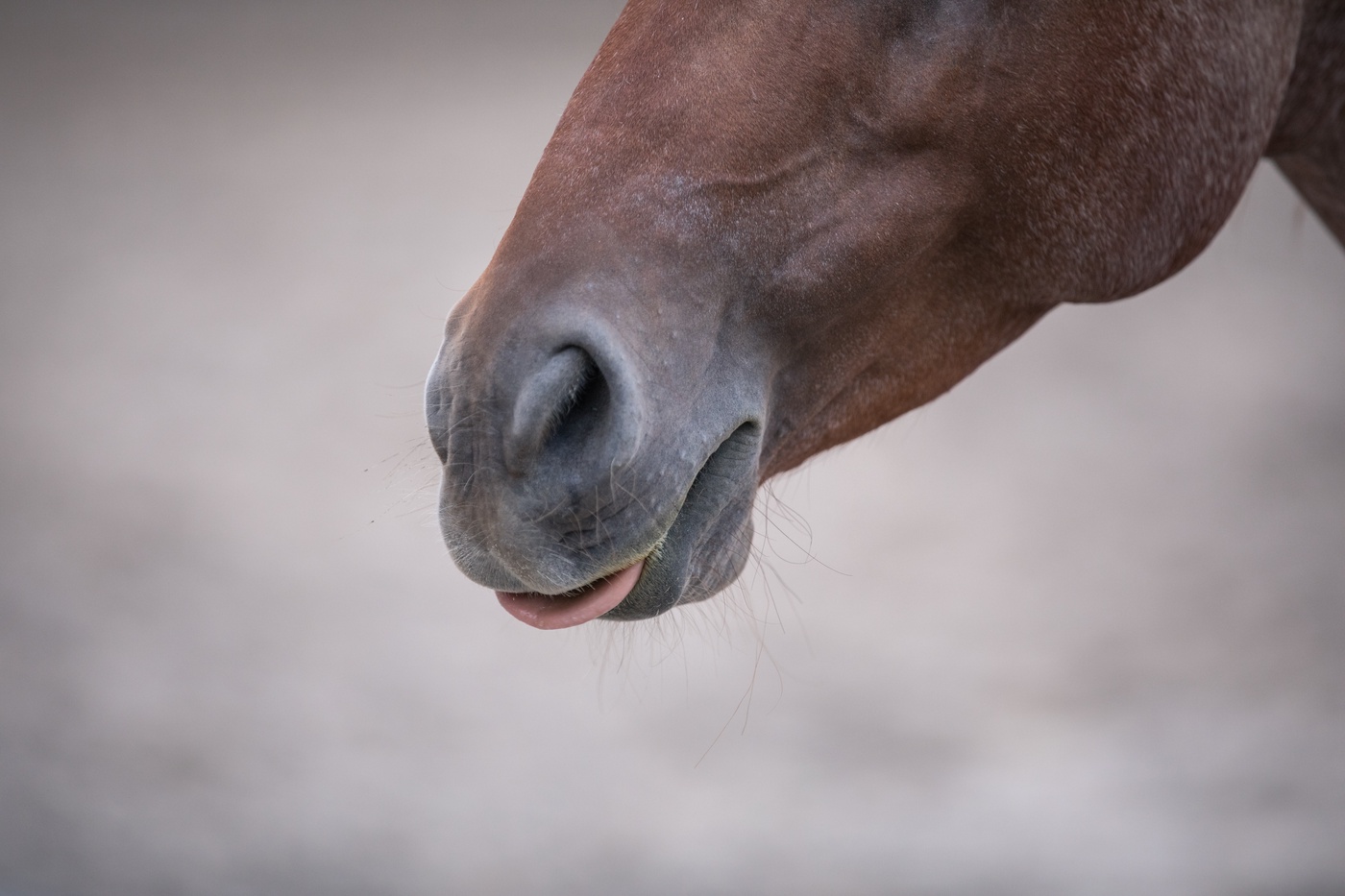 Feiner TRainieren und neu starten