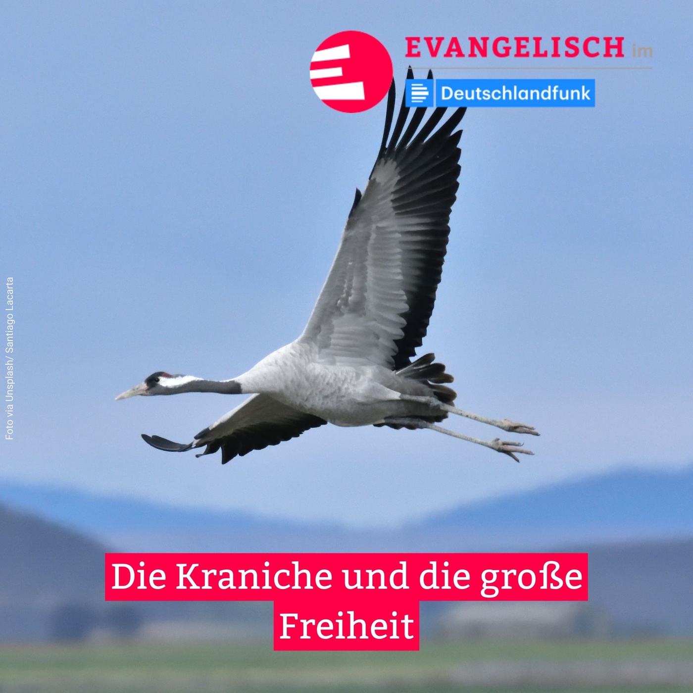 Die Kraniche und die große Freiheit