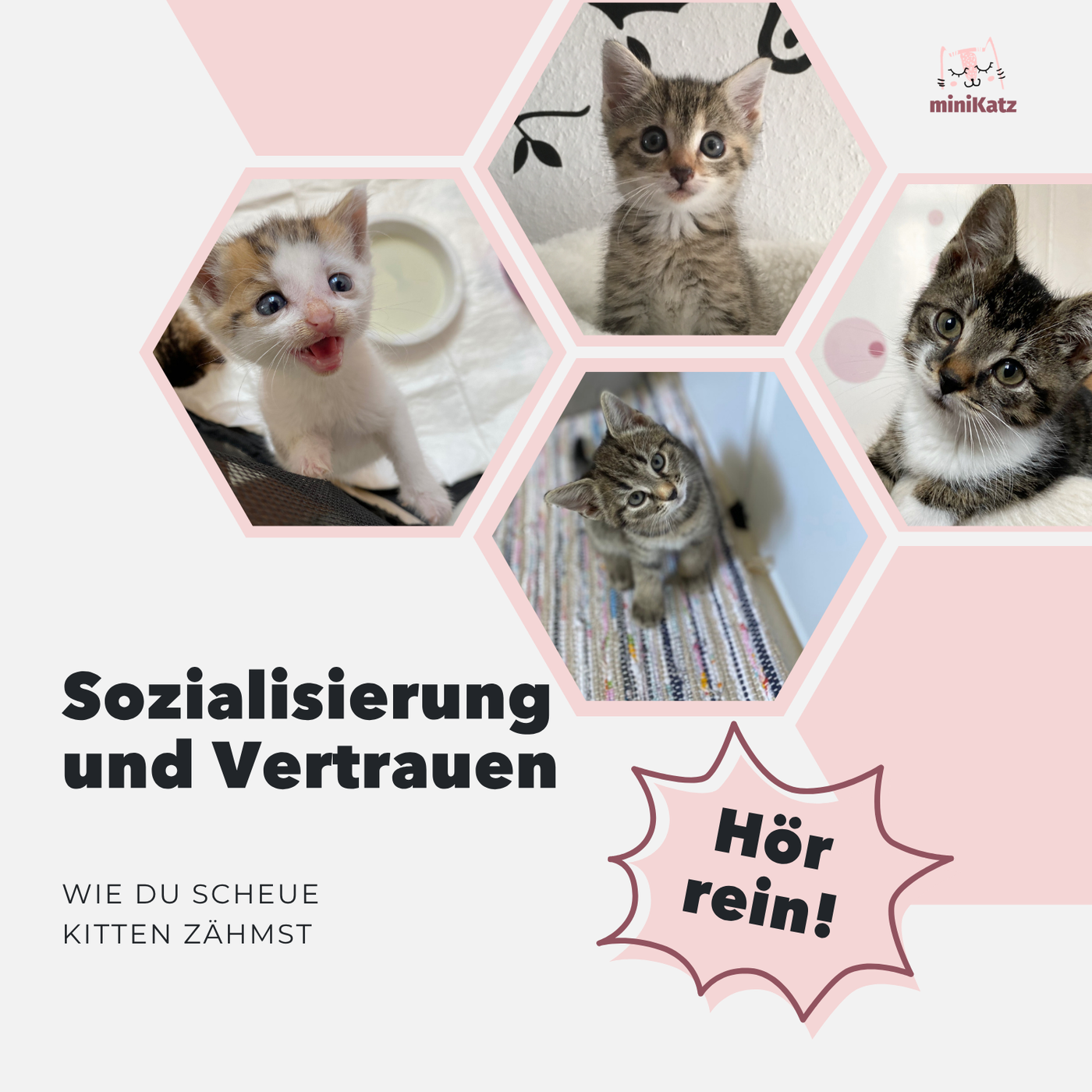Sozialisierung und Vertrauen