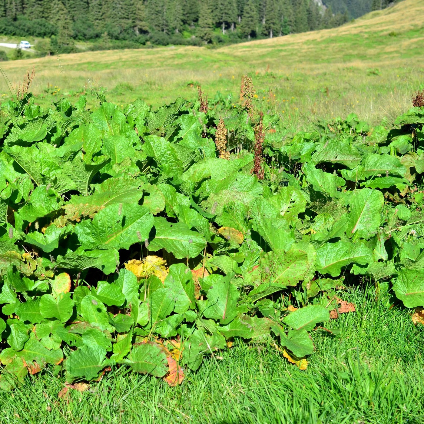 Folge 165: Wenn Unkräuter im Grünland ein Alarmsignal sind!